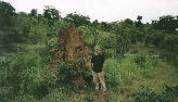 Termite Hill